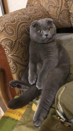 Сухий корм Purina Pro Plan Sterilised Adult 1+ Renal Plus для стерилізованих котів з індичкою 1.5 кг фото від покупців 1