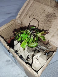 Дионея Венерина Мухоловка Растение P-9 см (Dionaea Muscipula) фото от покупателей 1