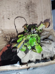 Дионея Венерина Мухоловка Растение P-9 см (Dionaea Muscipula) фото от покупателей 2