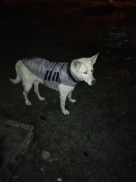 Пуховик Noble Pet Bobby Navy M (B4118/M)