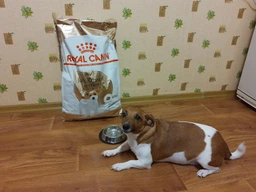 Сухой корм для породы джек рассел терьер Royal Canin Jack Russell Terrier Adult , 1.5 кг фото от покупателей 1
