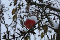 Фотоапарат Canon EOS 4000D BK 18-55 (3011C004AA) фото від покупців 4
