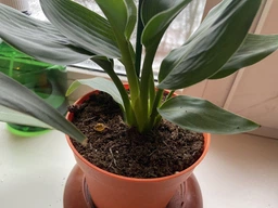 Стреліція Королівська Strelitzia reginaee (Райська пташка), цвітіння на фото - декор, Ø12 см. H 35-50 см. фото від покупців 2
