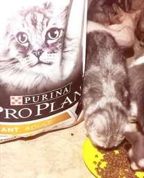 Сухий корм для кішок Purina Pro Plan Elegant Adult 1+ з лососем 1.5 кг (7613036529150) фото від покупців 7