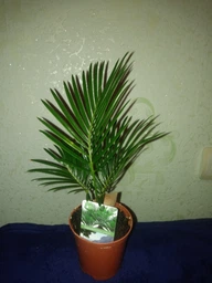 Цикас Революта (Саго́вник поника́ющий) Cycas Revoluta, Ø12 см. H 40-50 см. фото от покупателей 5