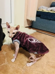 Теплая кофта для котов (кошек) Style Pets FaceSPM (KM/FSPM/br) из махровой ткани XXL фото от покупателей 8
