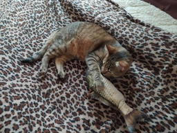 Іграшка риба для кішок Карась CatNip плюшева 3D з котячою м'ятою 30 см фото від покупців 3