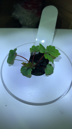 Сменный картридж Click&Grow Дикая клубника (4742793007410)