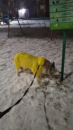 Дождевик для собак Hoopet City 4XL Салатовый фото от покупателей 3