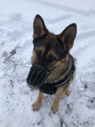 Trixie Muzzle намордник для собак L - чорний фото от покупателей 15