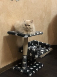 Когтеточка комплекс для котів з диваном і полицею 30*38*50 см бежева