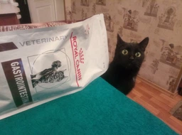 Корм для кошек Royal Canin Gastrointestinal при расстройствах пищеварения, 4 кг фото от покупателей 12