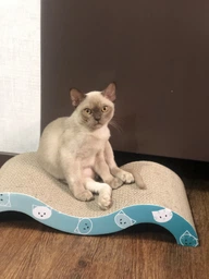 Дряпка-хвиля Trixie Mimi Wave для котів картонна 50х9х23 см