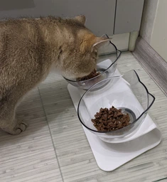 Миска для кота двойная с нескользящей наклонной подставкой из ABS пластика Feeding Bowl прозрачная (FВ-26428) фото от покупателей 6