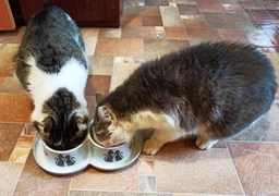 Двойная миска для котов Moderna Double Trendy Dinner Cats in Love 2х350мл (H136027CL)