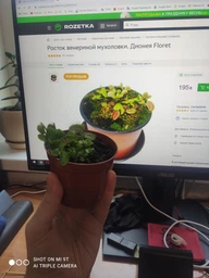 Росток венериной мухоловки. Дионея Floret фото от покупателей 17