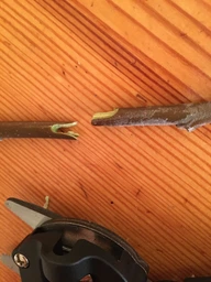 Прищепний секатор для щеплення в футлярі Professional Grafting Tool з 3 ножами і ключем з викруткою + прищеплювальна стрічка (прозора, ширина 3 см, довжина 100 м)