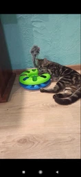 Іграшка для котів Trixie Трек ігровий з мишкою «Crazy Circle» d:24 см, h:29 см