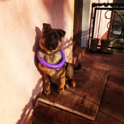 Игрушка для собак Collar Тренировочный снаряд Puller Standard 28 см (6490) фото от покупателей 11