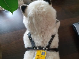 Шлея Collar одинарная для мелких собак (ширина 14 мм, А:40-48 см, В:43-51 см) Коричневая (06346Collar) фото от покупателей 2