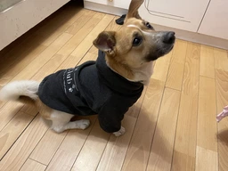 Худи для собак DogClub Brand L Black фото от покупателей 11