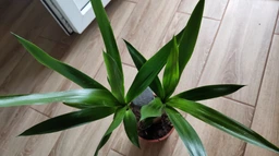 Юкка комнатная h 55 cm