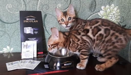 Кормова добавка з пробіотиком для котів і кошенят Pro Plan Veterinary Diets FortiFlora Feline 7х1 г (8445290041173) фото від покупців 13