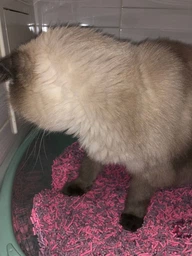 AnimAll Tofu наповнювач соєвий 6 л - лаванда фото від покупців 9