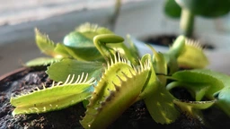 Росток венериной мухоловки. Дионея Floret фото от покупателей 16