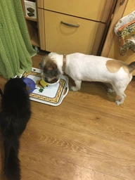 Сухий корм з куркою Purina Dog Chow Пуріна Дог Чао для активних собак 2,5 кг (7613034487858) фото від покупців 9