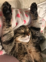 Ласощі Trixie Premio Sticks with Salmon & Trout для котів палички з лососем та фореллю 5 г 5 шт (4011905427256) фото від покупців 13