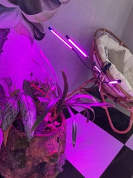 Светодиодная Фитолампа GrowLight для Выращивания Комнатных на 4 ветки Растение Full Spectrum (OJ146IU) фото от покупателей 1