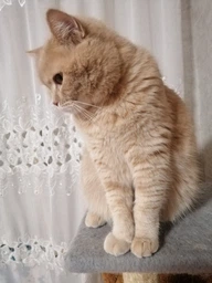 Сухий корм Carnilove Cat Sterilised для стерилізованих котів, ягня та кабан, 6 кг фото від покупців 5