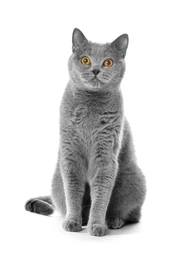 Сухой корм для кошек 1st Choice Adult Finicky для привередливых и активных 350г фото от покупателей 4