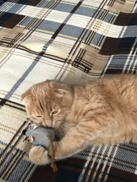 Іграшка для котів Trixie Мишка плюшева з м'ятою 7 см (4011905457352) фото від покупців 2