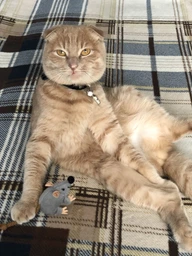 Іграшка для котів Trixie Мишка плюшева з м'ятою 7 см (4011905457352) фото від покупців 1