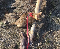 Шлея "Dog Extreme" нейлон. на планшете для мор.свинок, декор.крыс (ш. 10мм, В:22-29см), Черный (06951) фото от покупателей 1