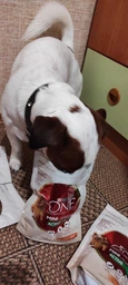 Сухий корм для собак малих порід Purina One Mini 1,5 кг (яловичина та рис) фото от покупателей 13