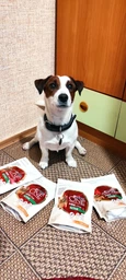 Сухий корм для собак малих порід Purina One Mini 1,5 кг (яловичина та рис) фото от покупателей 14