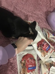 Сухий корм для собак малих порід Purina One Mini 1,5 кг (яловичина та рис) фото от покупателей 9