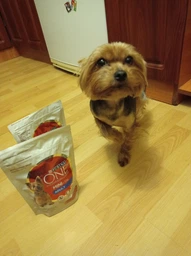 Сухий корм для собак малих порід Purina One Mini 1,5 кг (яловичина та рис) фото от покупателей 5