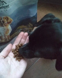 Сухий корм Carpathian Pet Food Mini Adult для дорослих собак малих пород 12кг фото від покупців 8