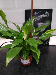 Спатифиллум Шопен, GreenLife фото от покупателей 2
