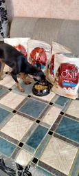 Сухий корм для собак малих порід Purina One Mini 1,5 кг (яловичина та рис) фото от покупателей 3