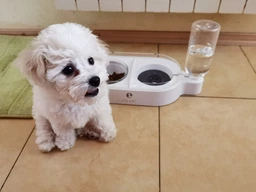Миска для кошек и собак со встроенной поилкой ELS Pet 500 мл Белый (00858) фото от покупателей 12
