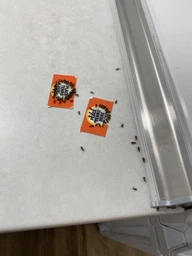 Засіб від Мурах Terro Ant Killer Killer ll T200. Тюбик 60мл. Терро від мурах. Знищує колонію фото від покупців 18