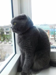 Вологий корм Purina One Indoor Formula для котів, тунець і зелена квасоля в соусі 85г.(7613038255903) фото від покупців 14