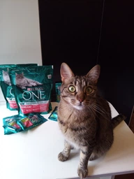 Вологий корм PURINA ONE Sterilcat для стерилізованих кішок з індичкою та зеленою квасолею 48шт*85г фото від покупців 10