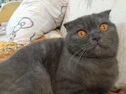 Вологий корм PURINA ONE Sterilcat для стерилізованих кішок з індичкою та зеленою квасолею 48шт*85г фото від покупців 9