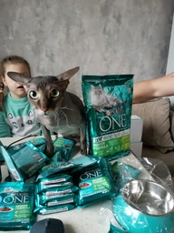 Вологий корм Purina One Indoor Formula для котів, тунець і зелена квасоля в соусі 85г.(7613038255903) фото від покупців 12
